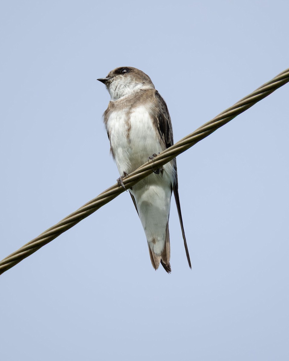 Bank Swallow - ML646994018