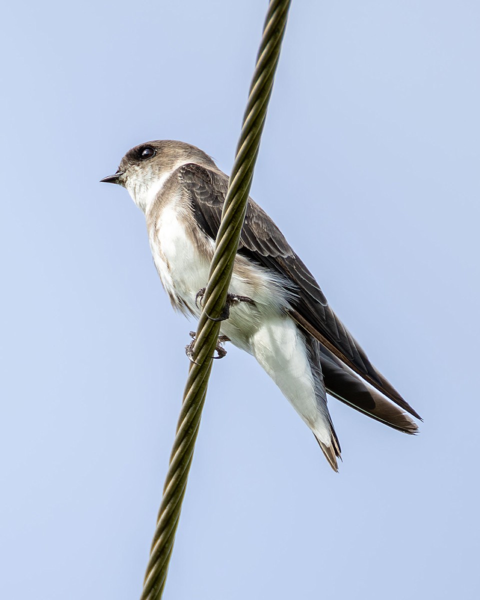 Bank Swallow - ML646994019