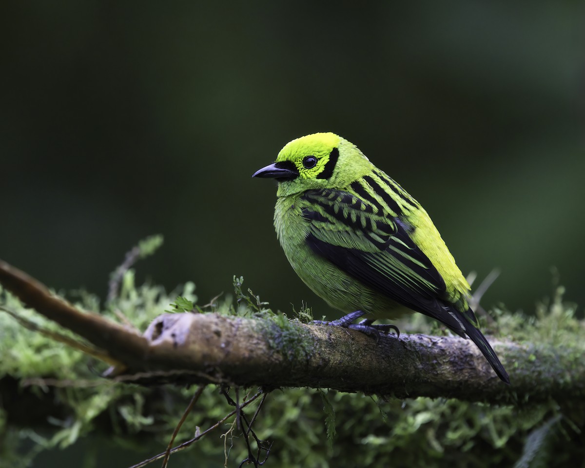 Emerald Tanager - ML646994024