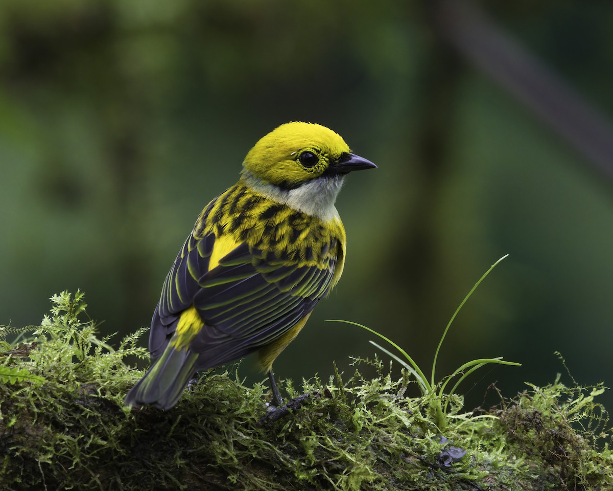 Silver-throated Tanager - ML646994029