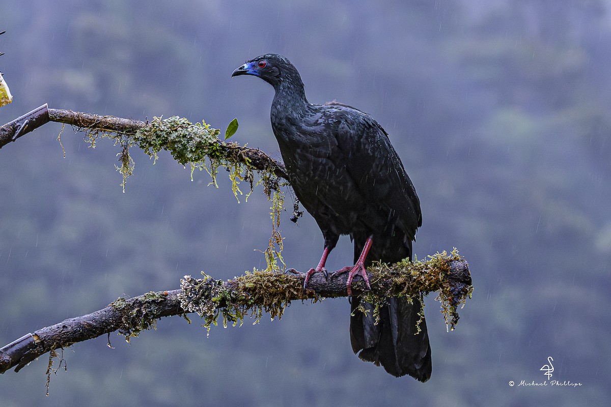 Schwarzguan - ML646994033