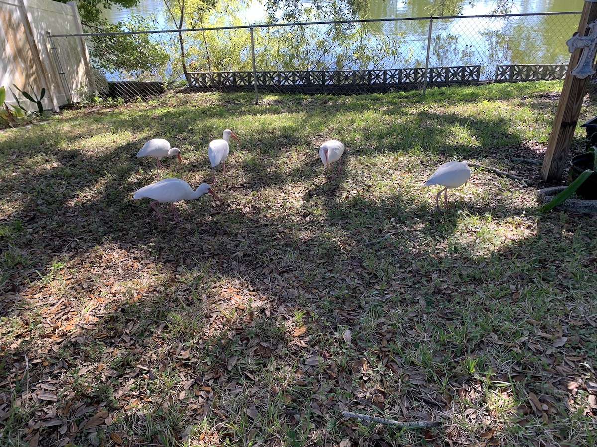 White Ibis - ML646994034