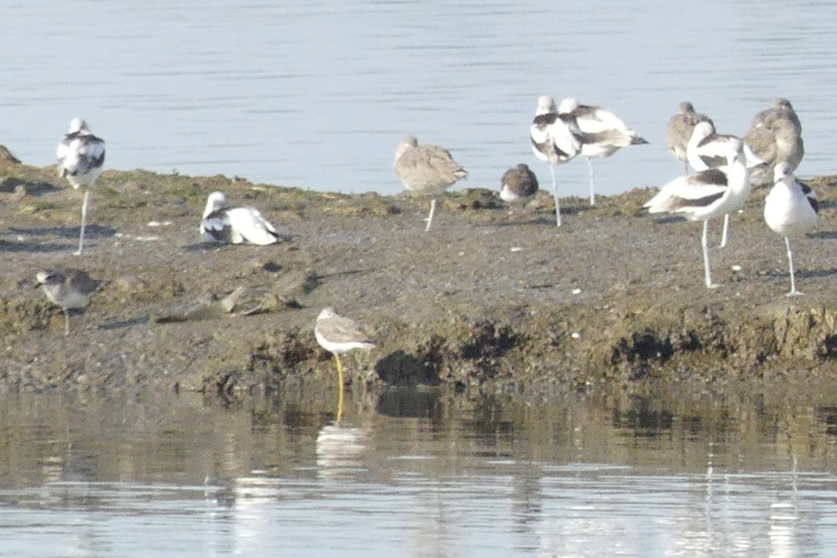 Lesser Yellowlegs - ML646994037