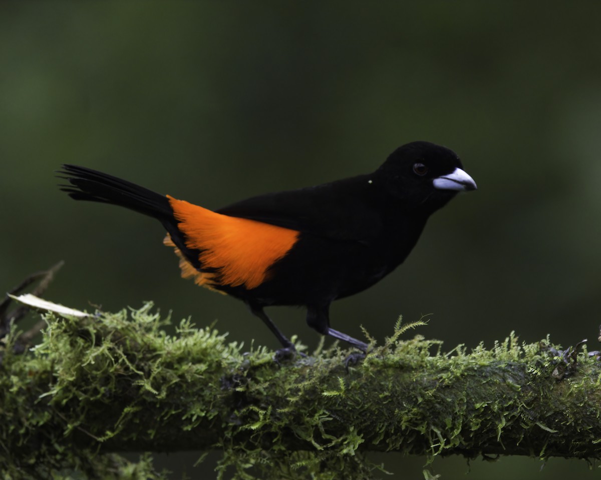 Scarlet-rumped Tanager - ML646994038