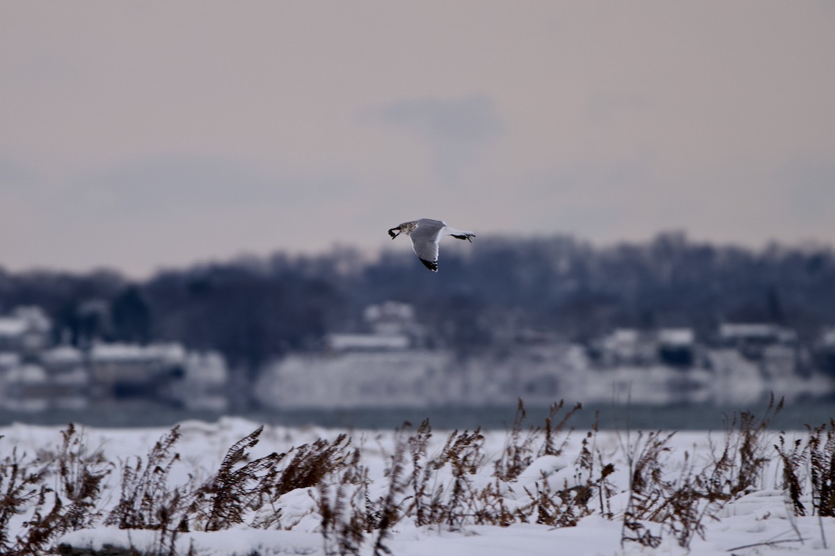 American Herring Gull - ML646994044