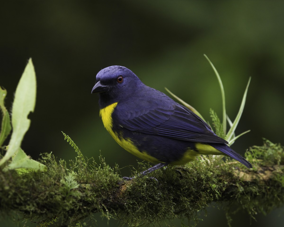 Blue-and-gold Tanager - ML646994045