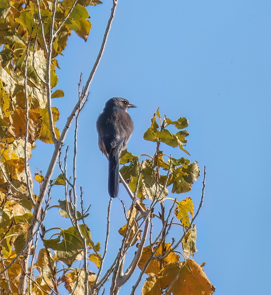 Woodhouse's Scrub-Jay (Woodhouse's) - ML646994046