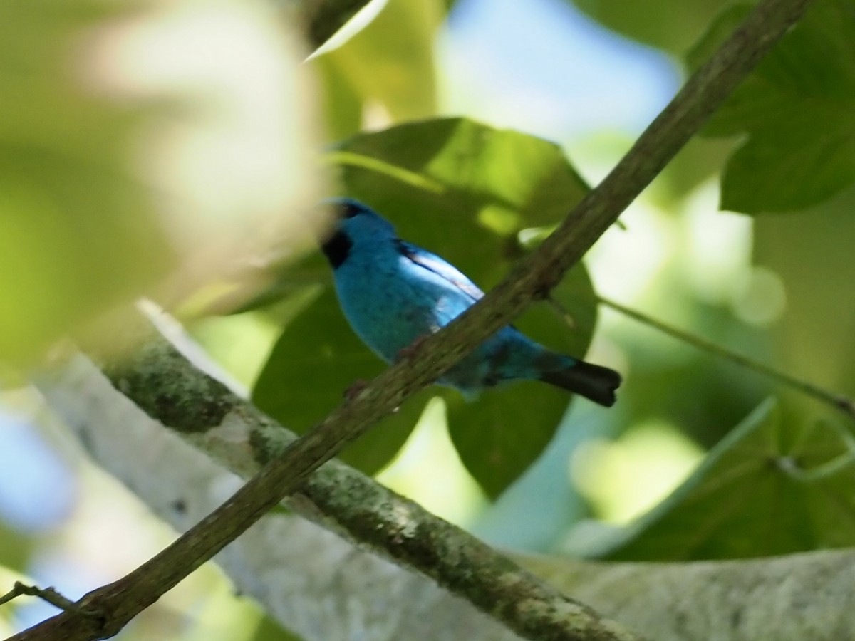 Цукрист блакитний - ML646994047