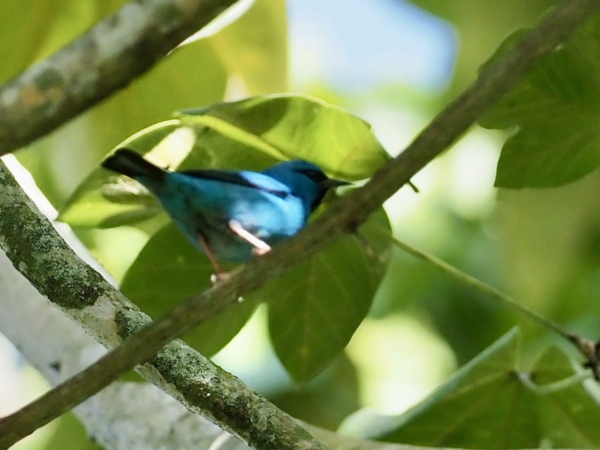 Blue Dacnis - ML646994048