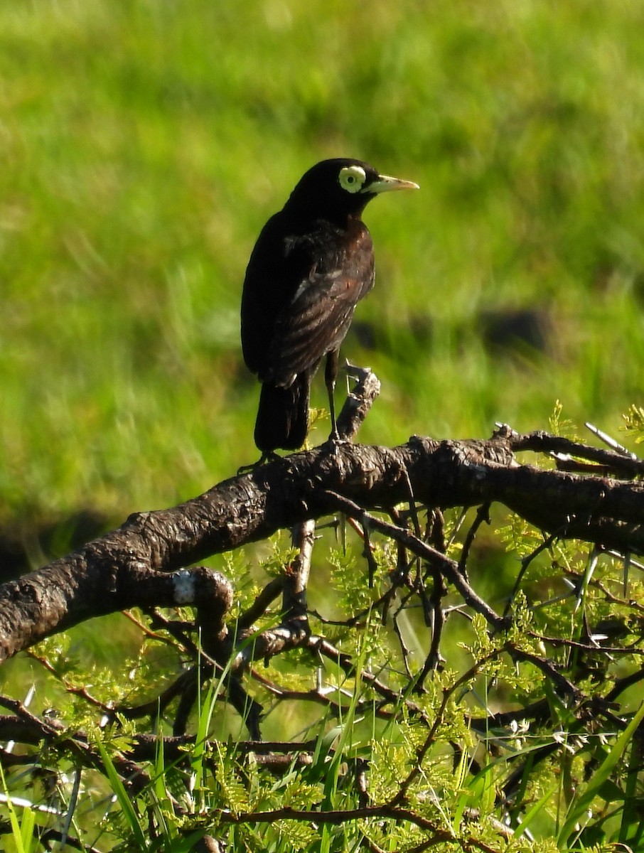 Brillendunkeltyrann - ML646994051