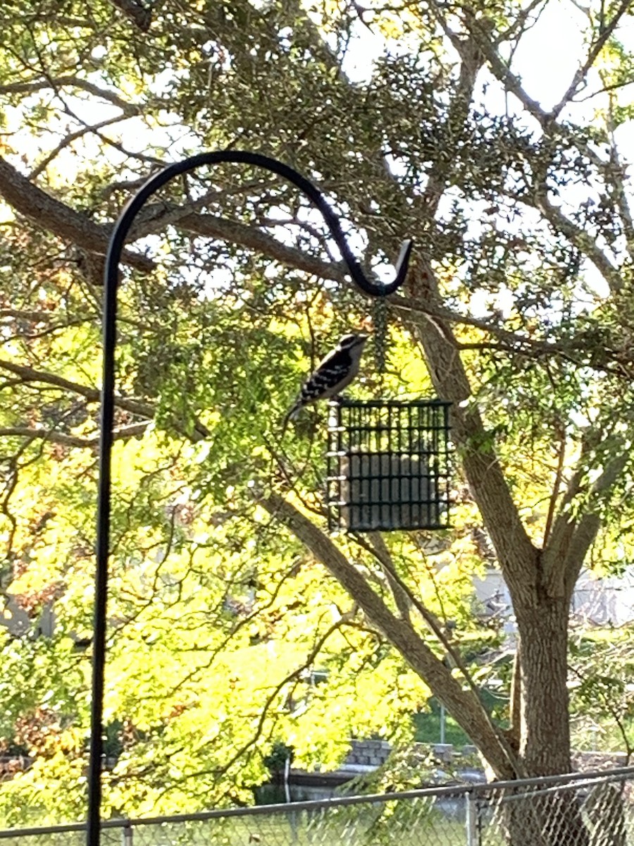 Downy Woodpecker (Eastern) - ML646994052