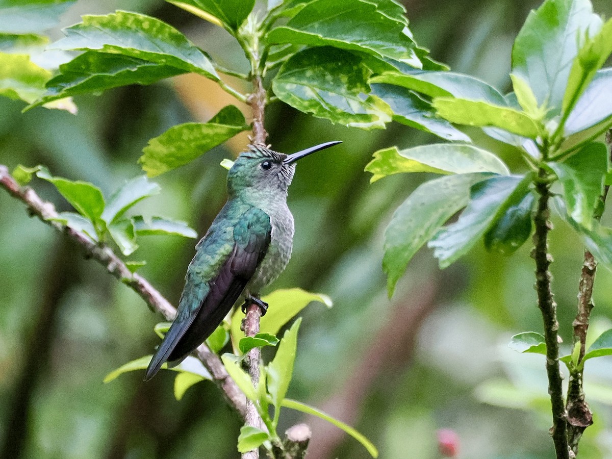 Scaly-breasted Hummingbird - ML646994054