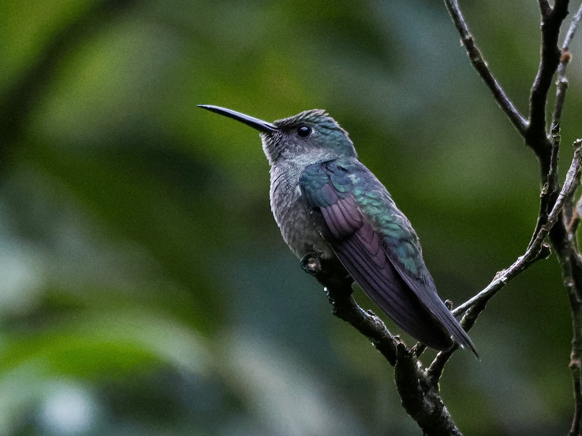 Scaly-breasted Hummingbird - ML646994055