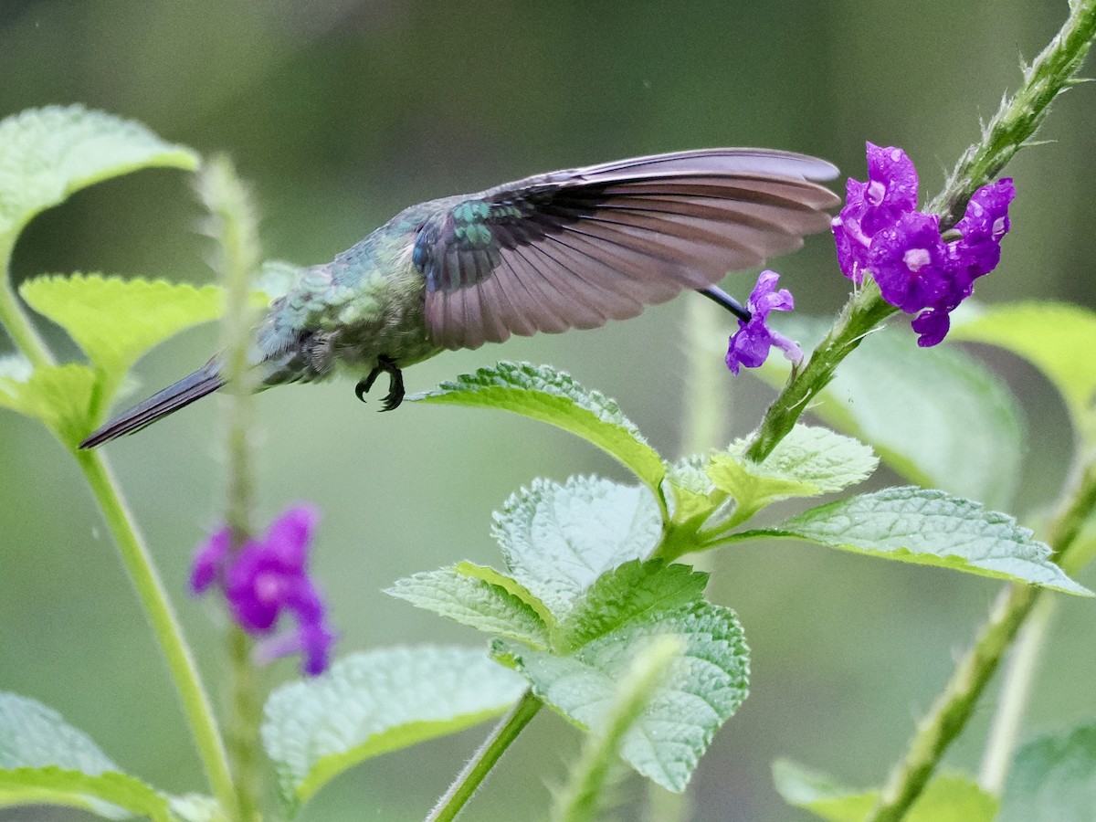 Scaly-breasted Hummingbird - ML646994057