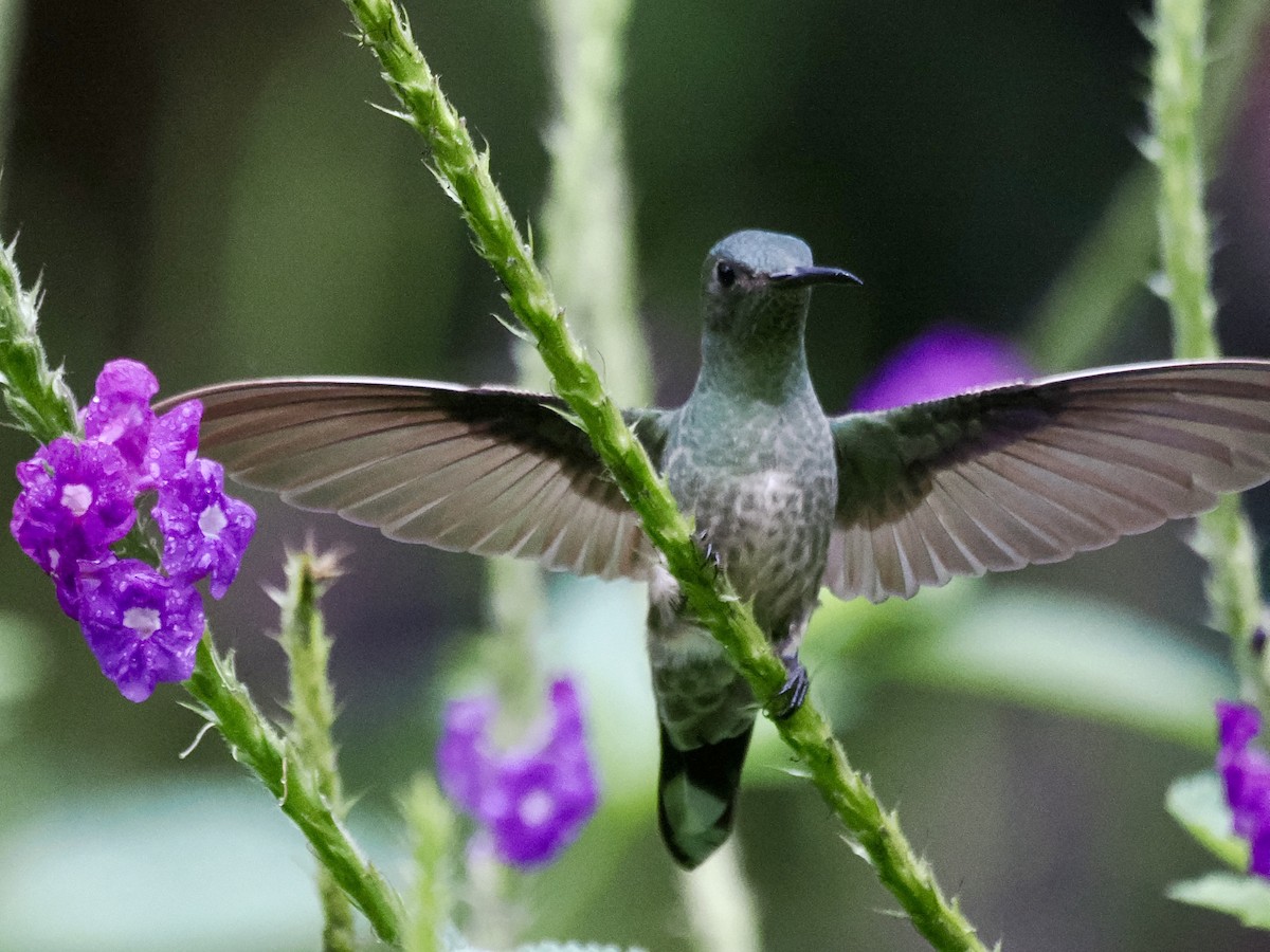 Scaly-breasted Hummingbird - ML646994058