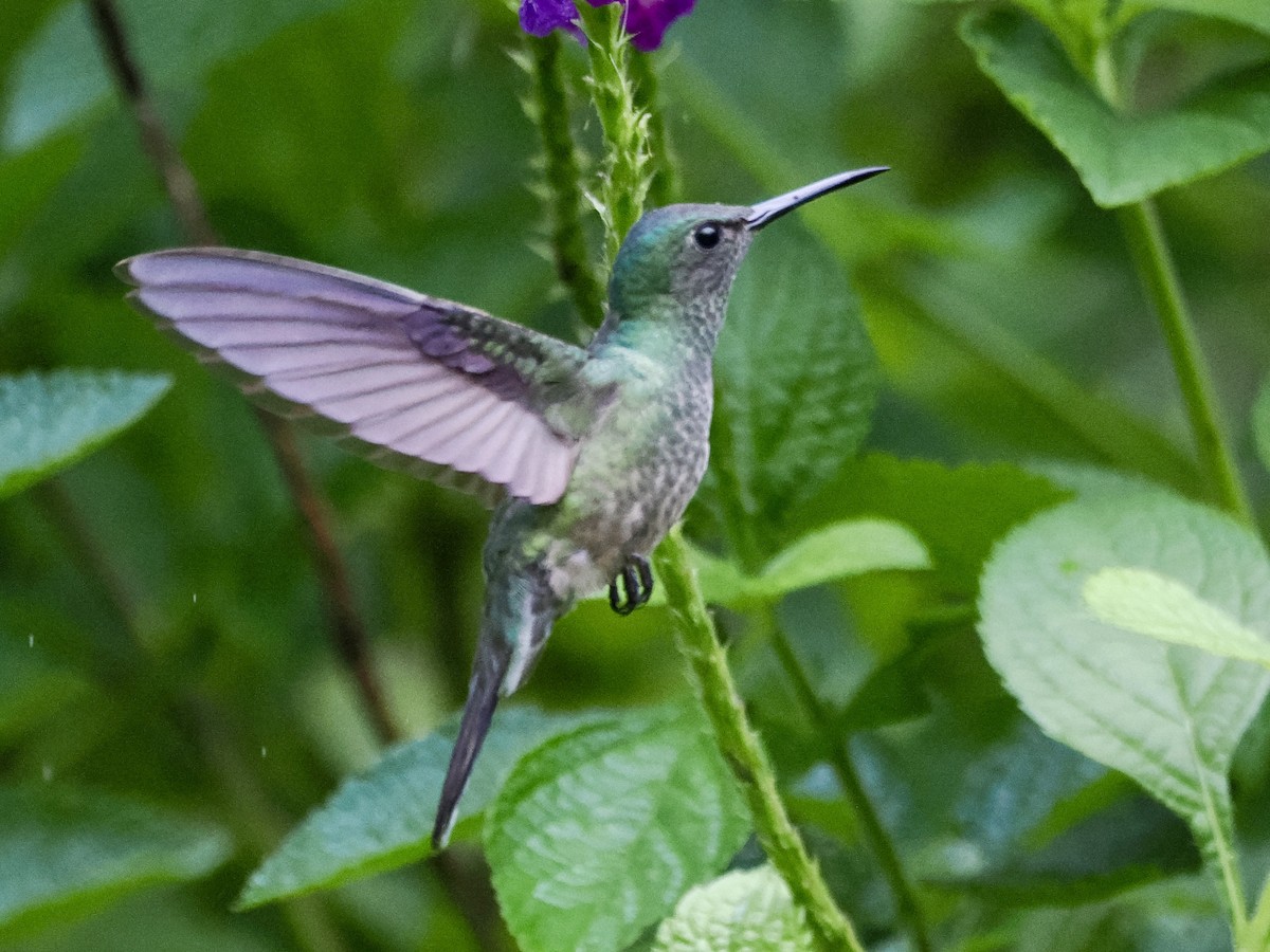 Scaly-breasted Hummingbird - ML646994059