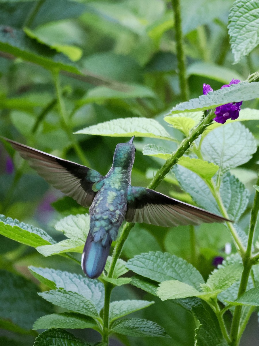 Scaly-breasted Hummingbird - ML646994060