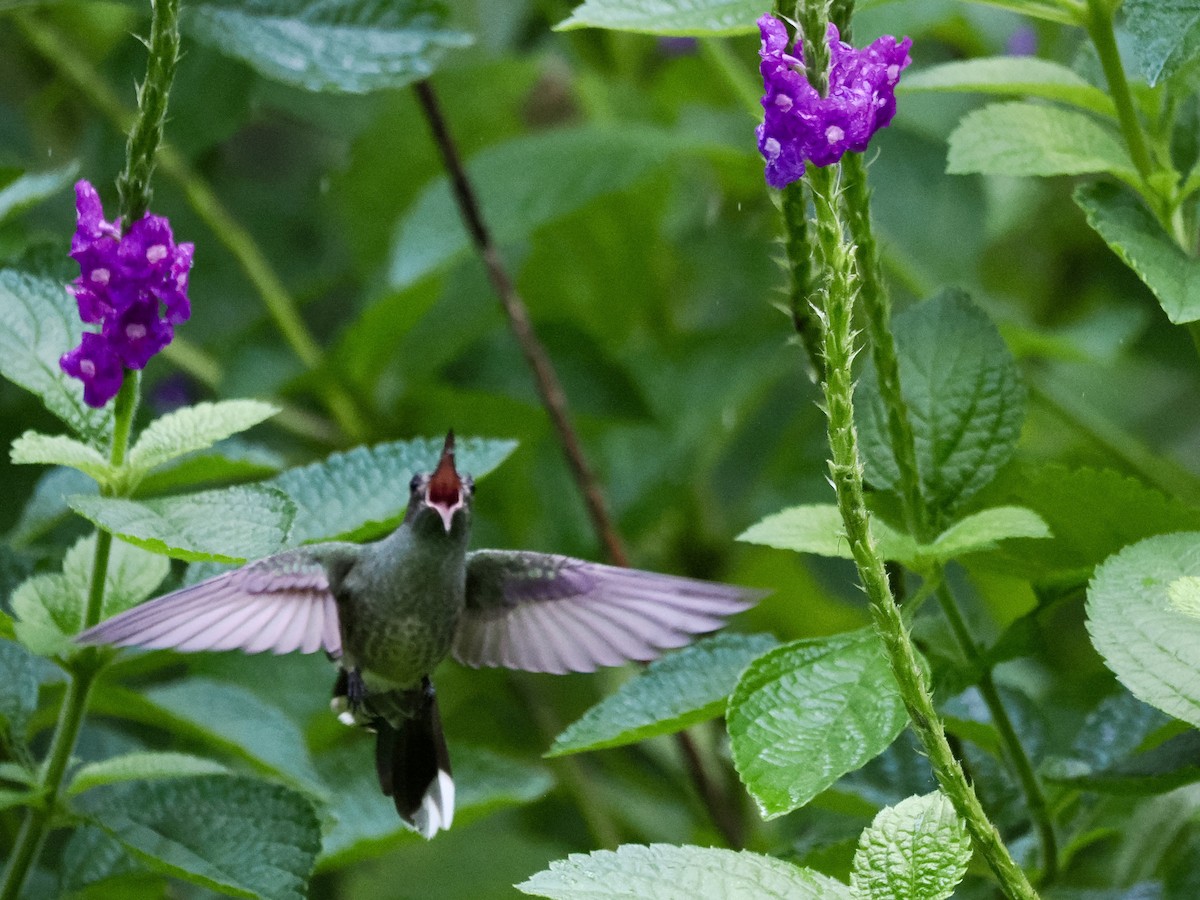 Scaly-breasted Hummingbird - ML646994062