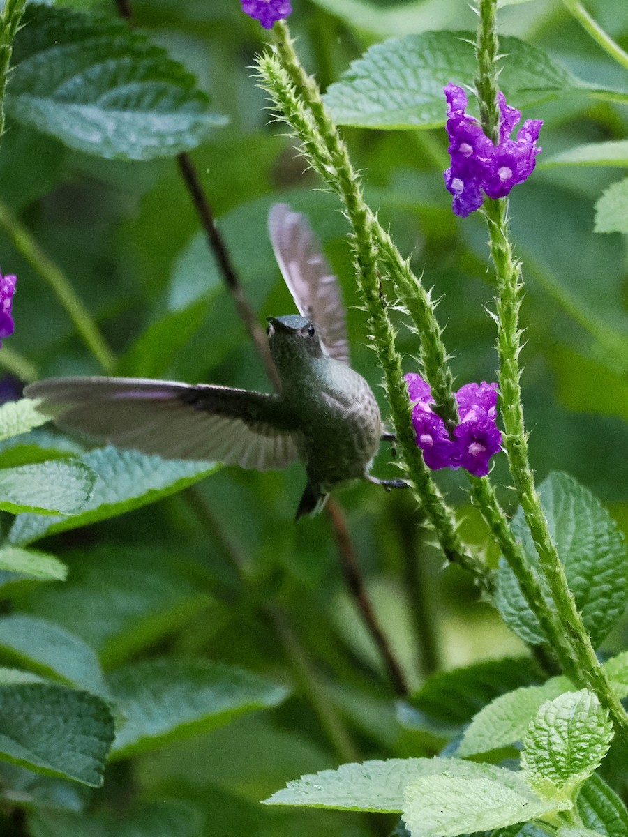 Scaly-breasted Hummingbird - ML646994063