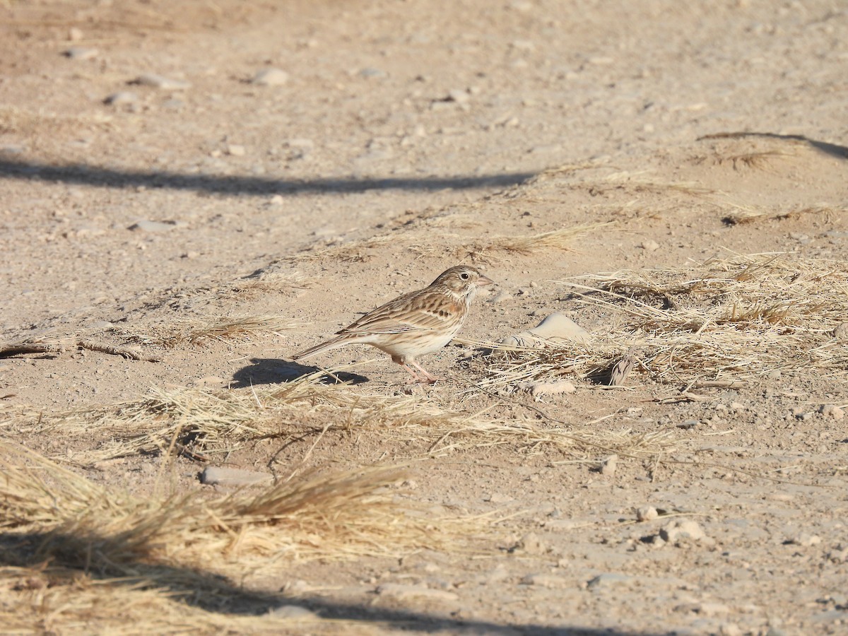 Vesper Sparrow - ML646994071