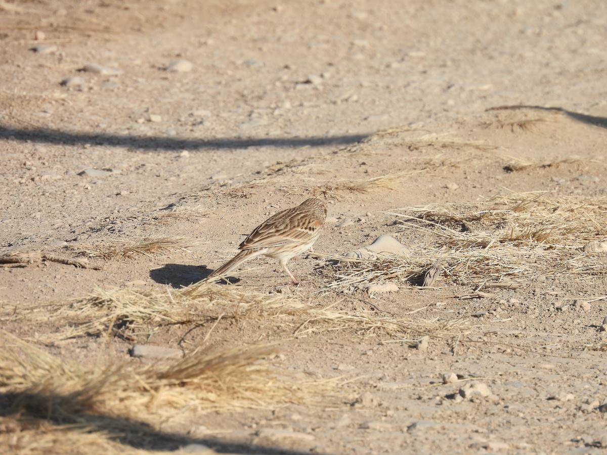 Vesper Sparrow - ML646994072