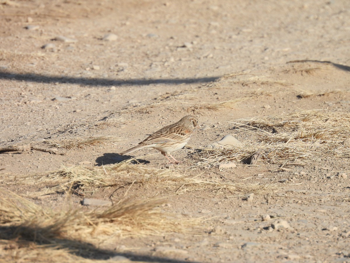 Vesper Sparrow - ML646994073