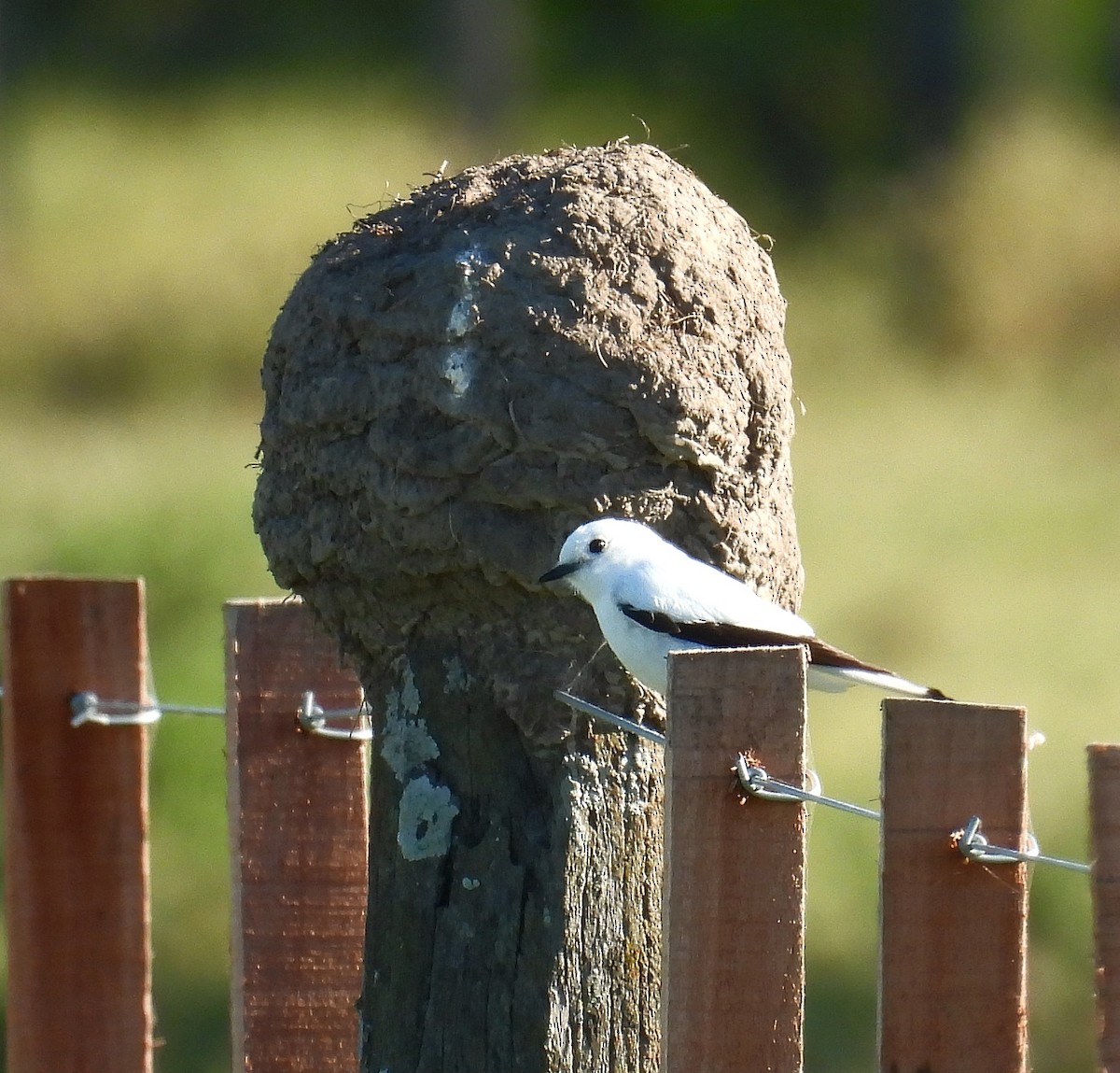 White Monjita - ML646994077