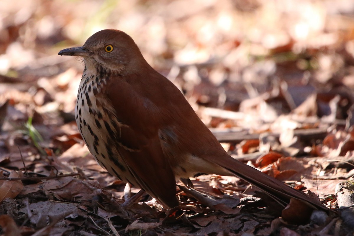 Cuitlacoche Rojizo - ML646994078