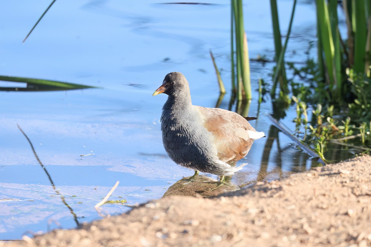 Common Gallinule - ML646994083