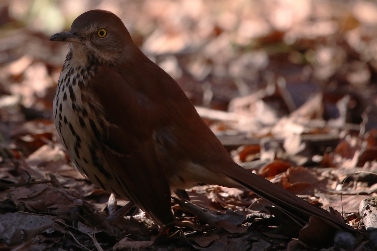 Cuitlacoche Rojizo - ML646994092
