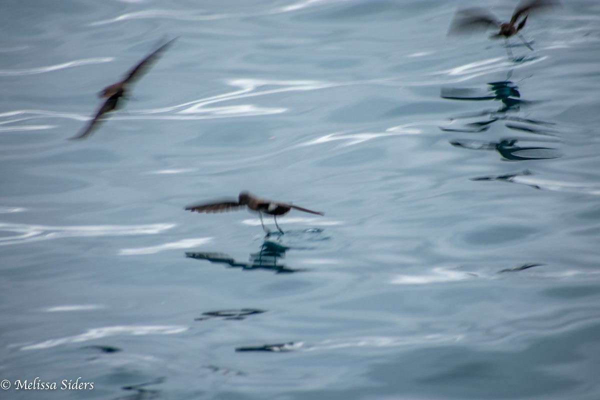 Elliot's Storm-Petrel - ML646994093