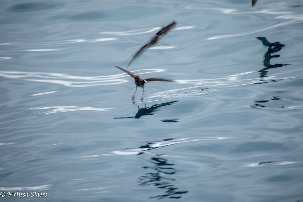 Elliot's Storm-Petrel - ML646994094