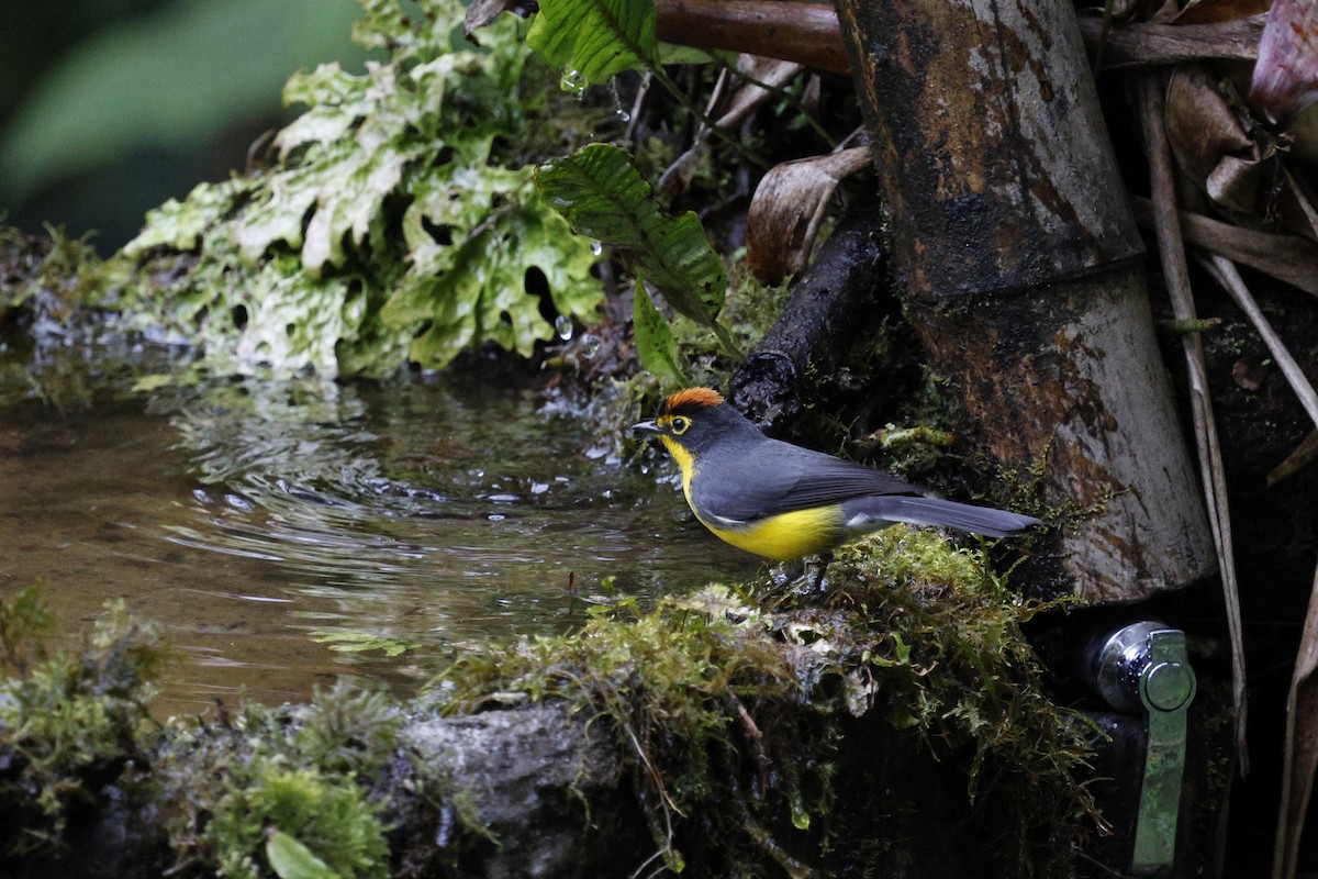 Spectacled Redstart - ML646994097