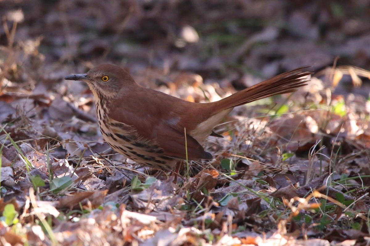 Cuitlacoche Rojizo - ML646994098