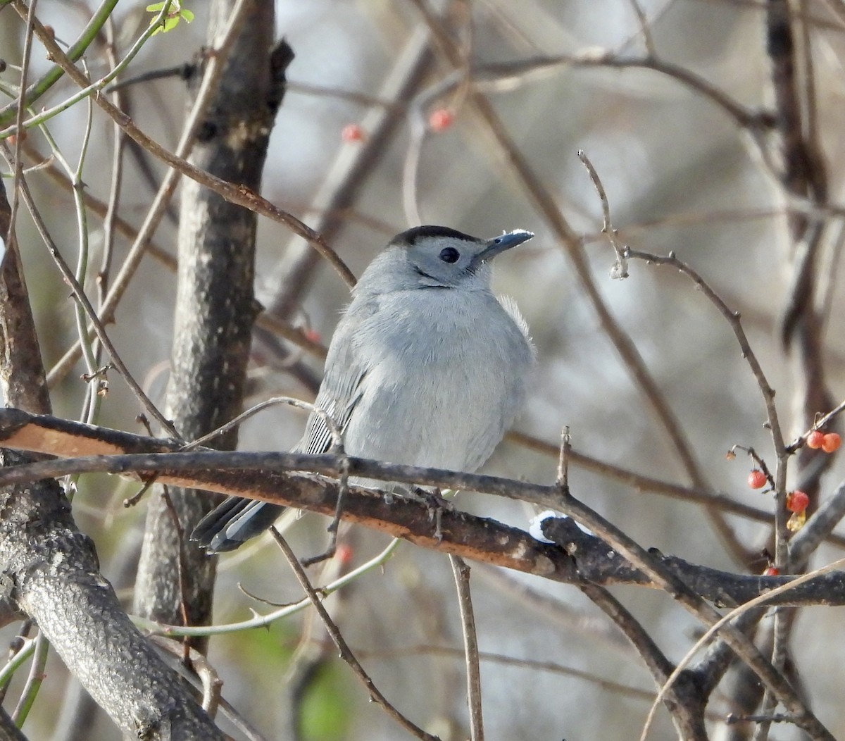 ימימן אמריקני - ML646994101