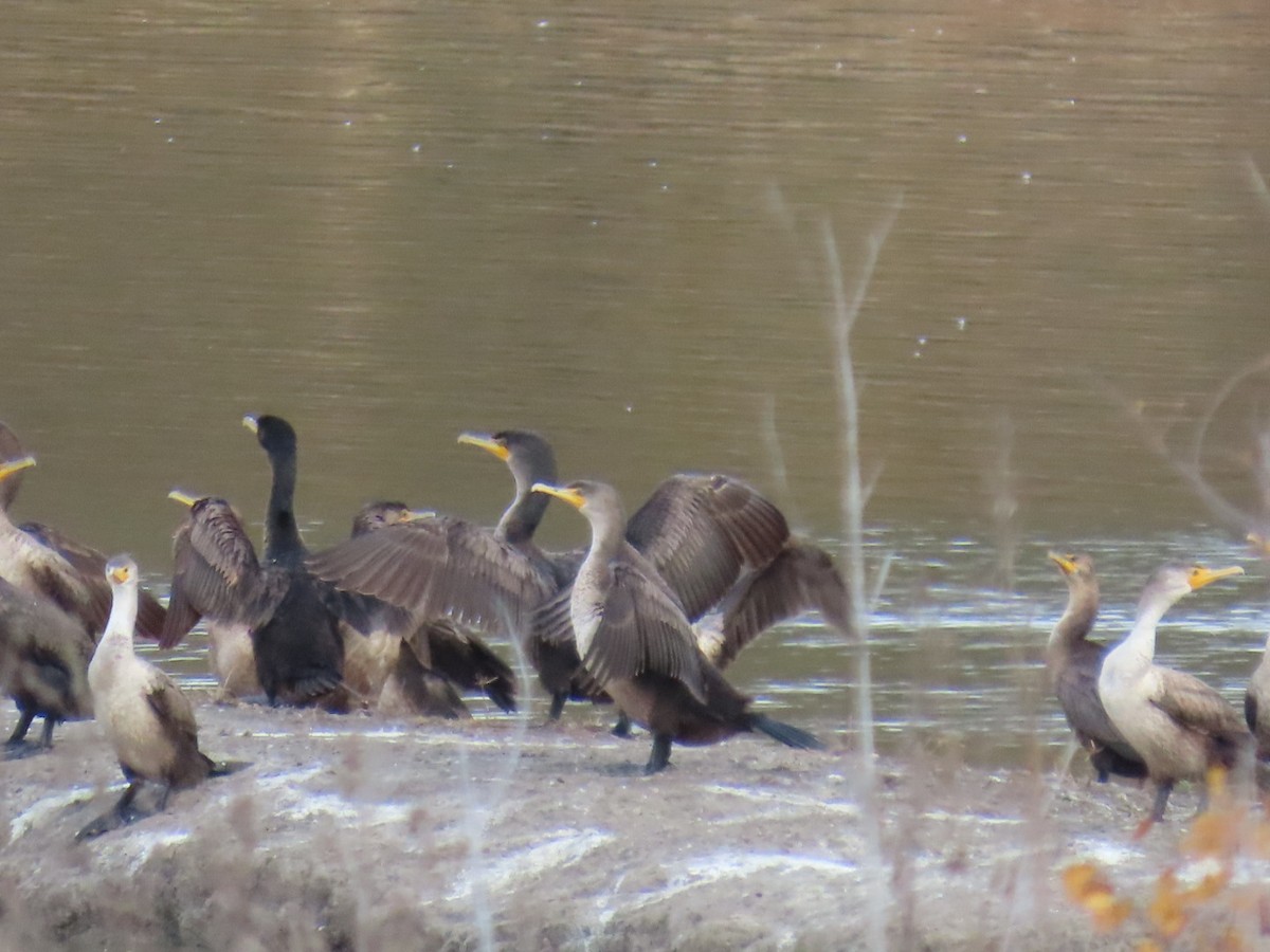 Double-crested Cormorant - ML646994103