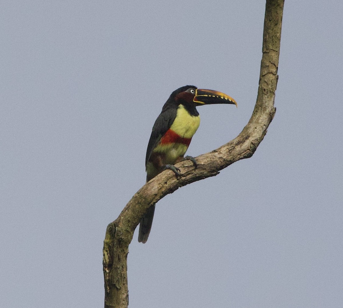 Chestnut-eared Aracari - ML646994111