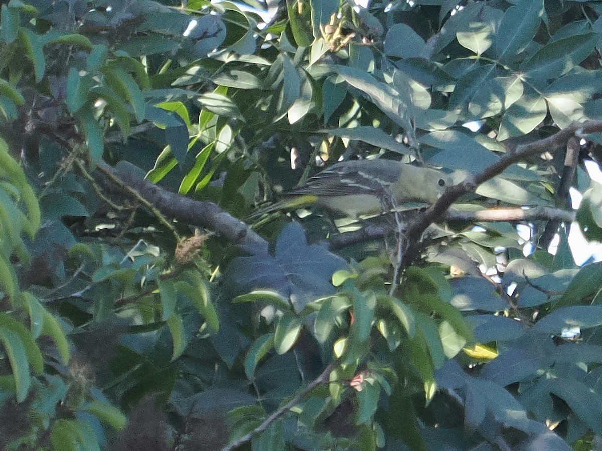 Желтоплечая пиранга - ML646994113