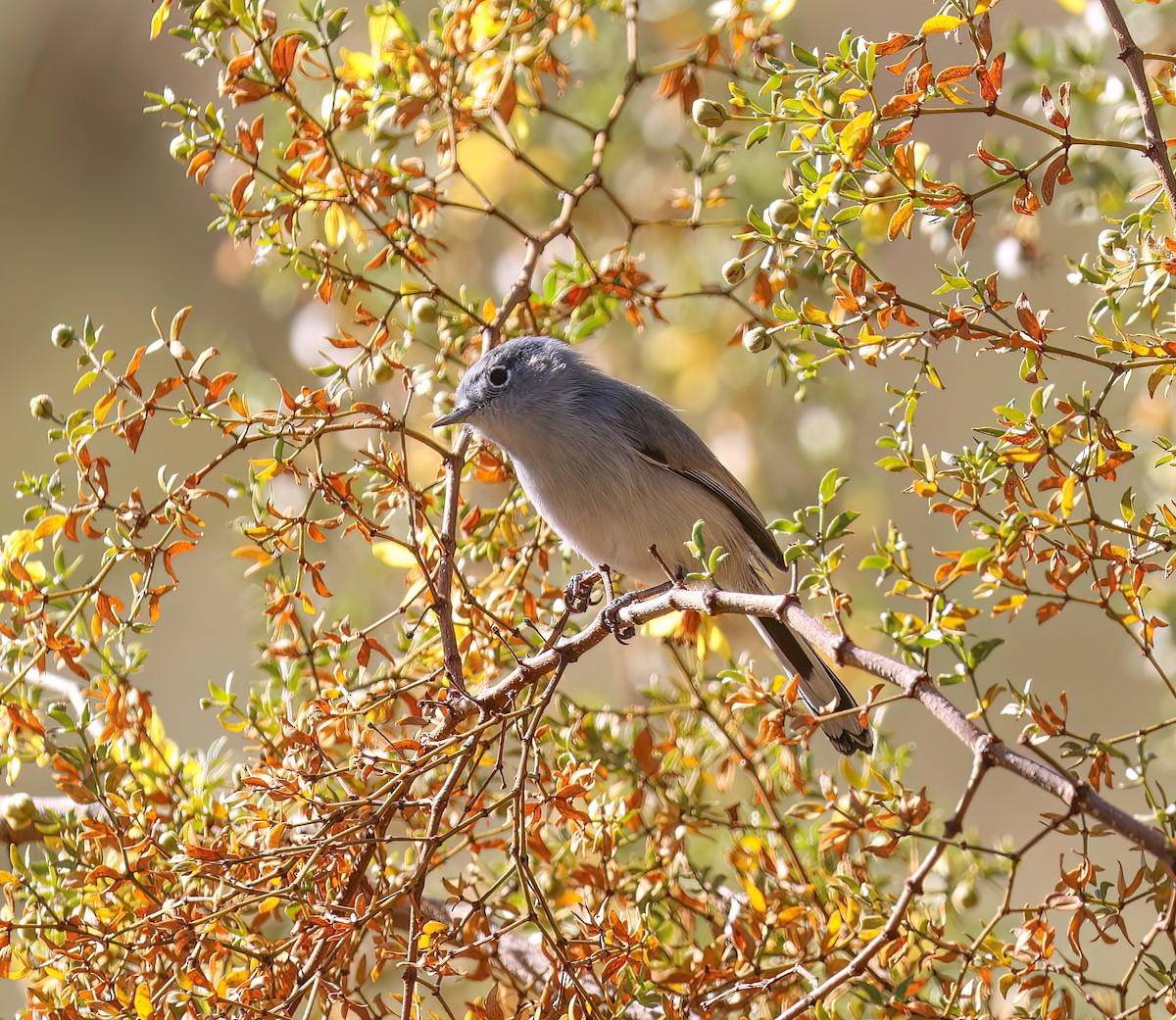 Black-tailed Gnatcatcher - ML646994123