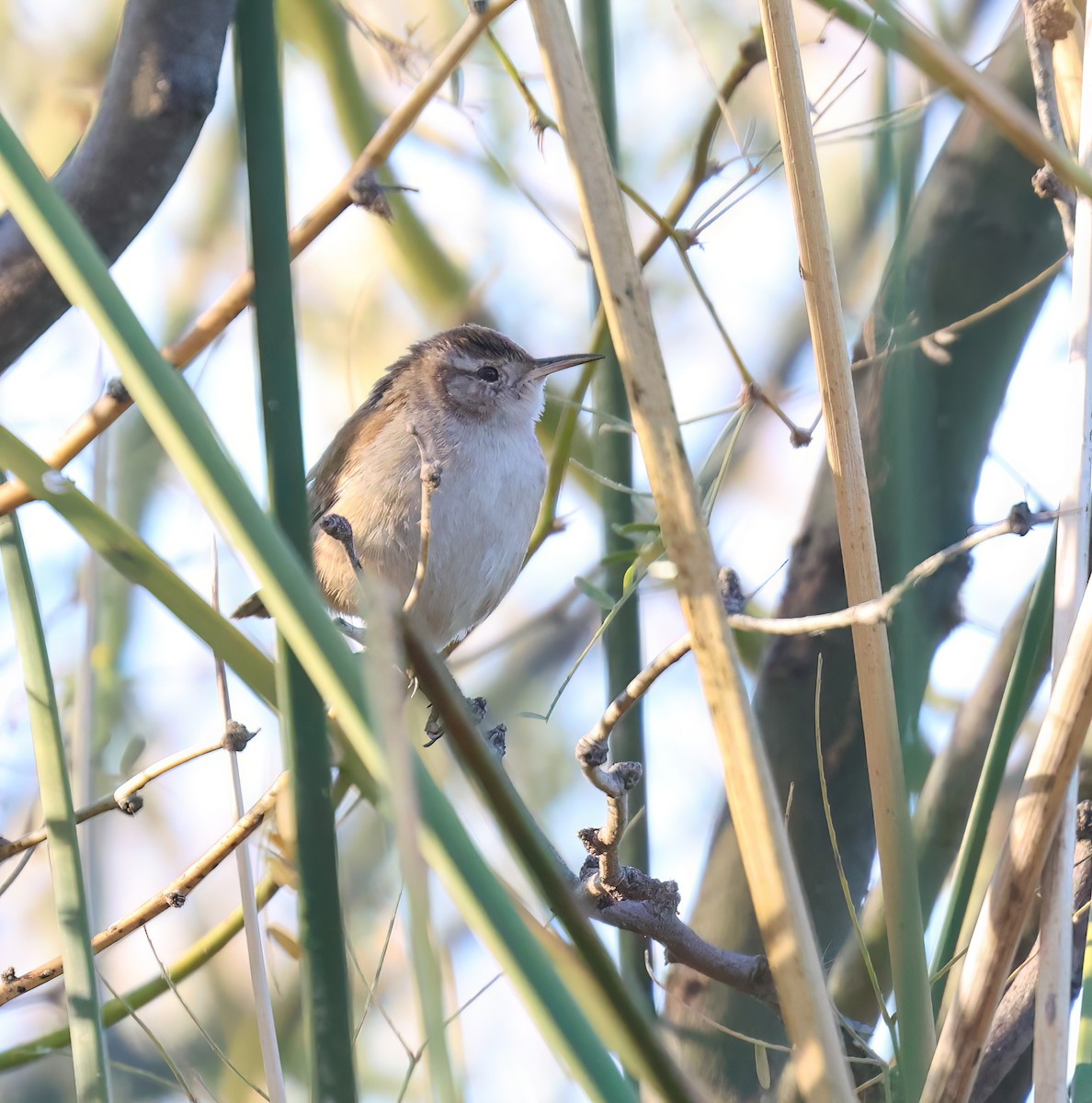 Marsh Wren (plesius Group) - ML646994136