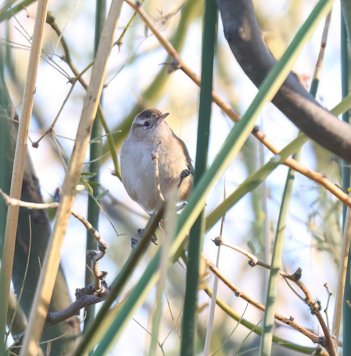 Marsh Wren (plesius Group) - ML646994137