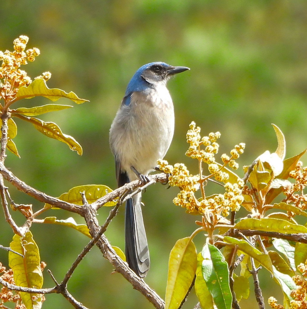 Woodhouse's Scrub-Jay - ML646994138