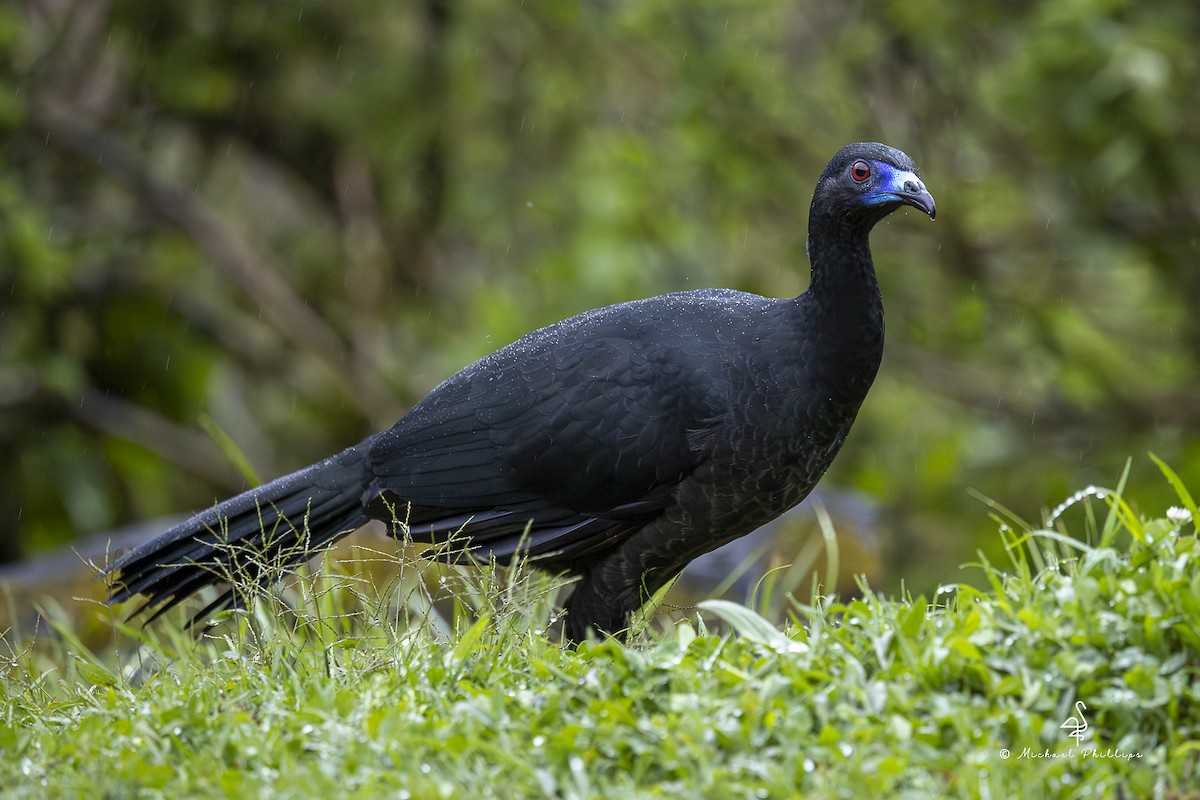 Schwarzguan - ML646994153
