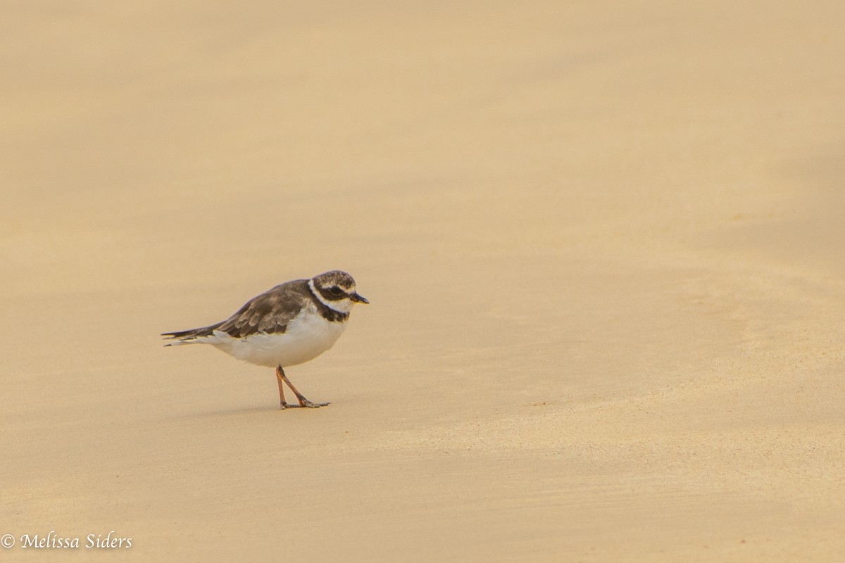 Semipalmated Plover - ML646994155