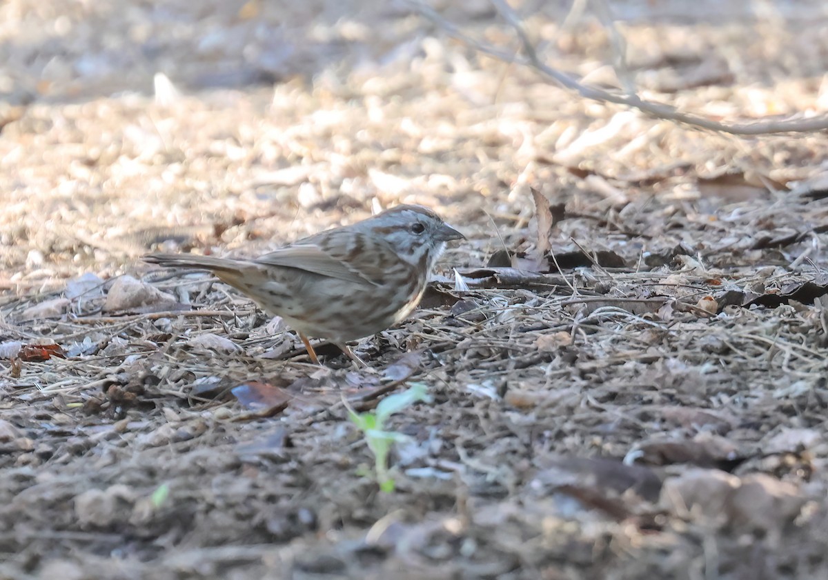 Song Sparrow - ML646994162