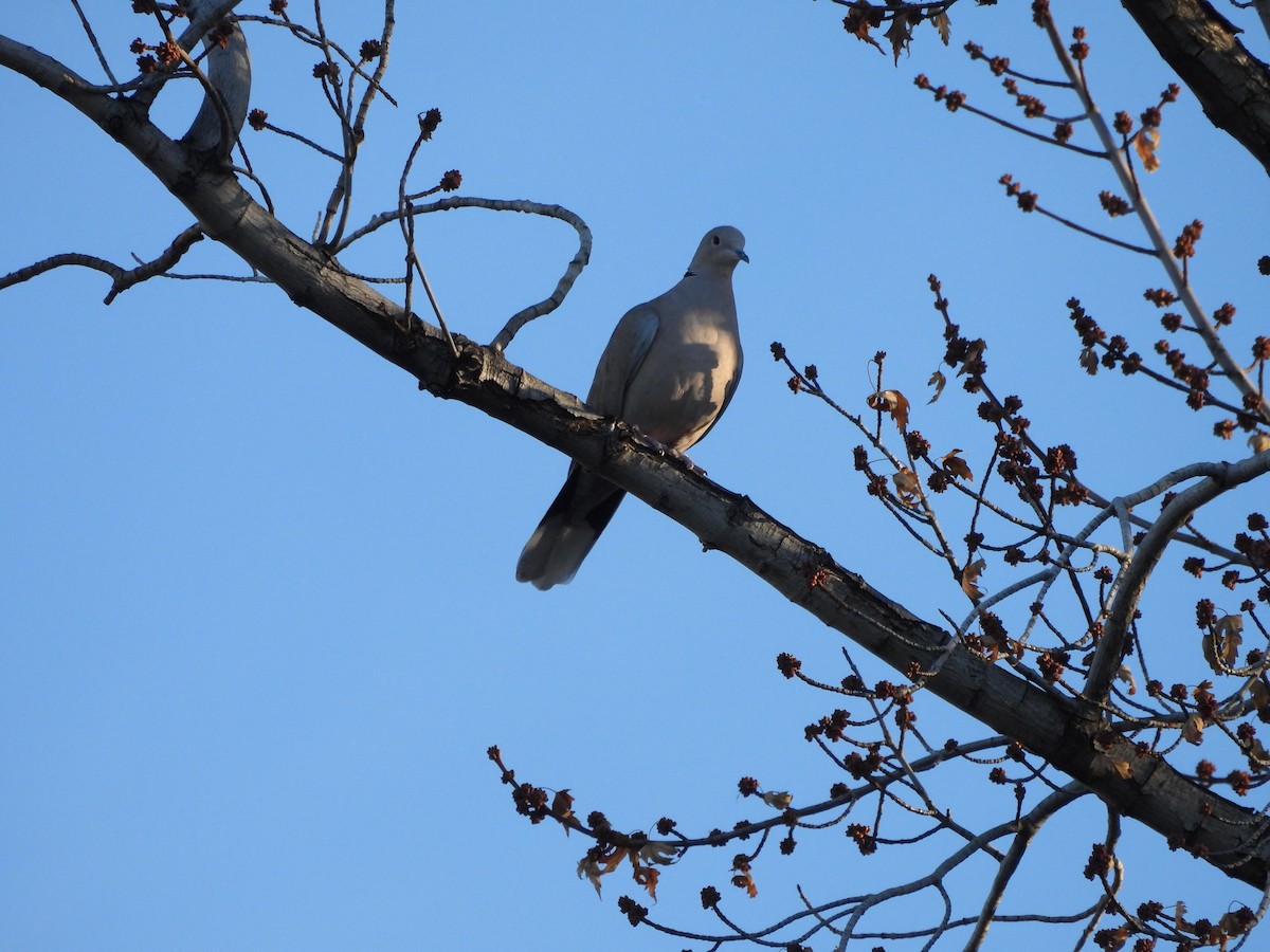 Eurasian Collared-Dove - ML646994164