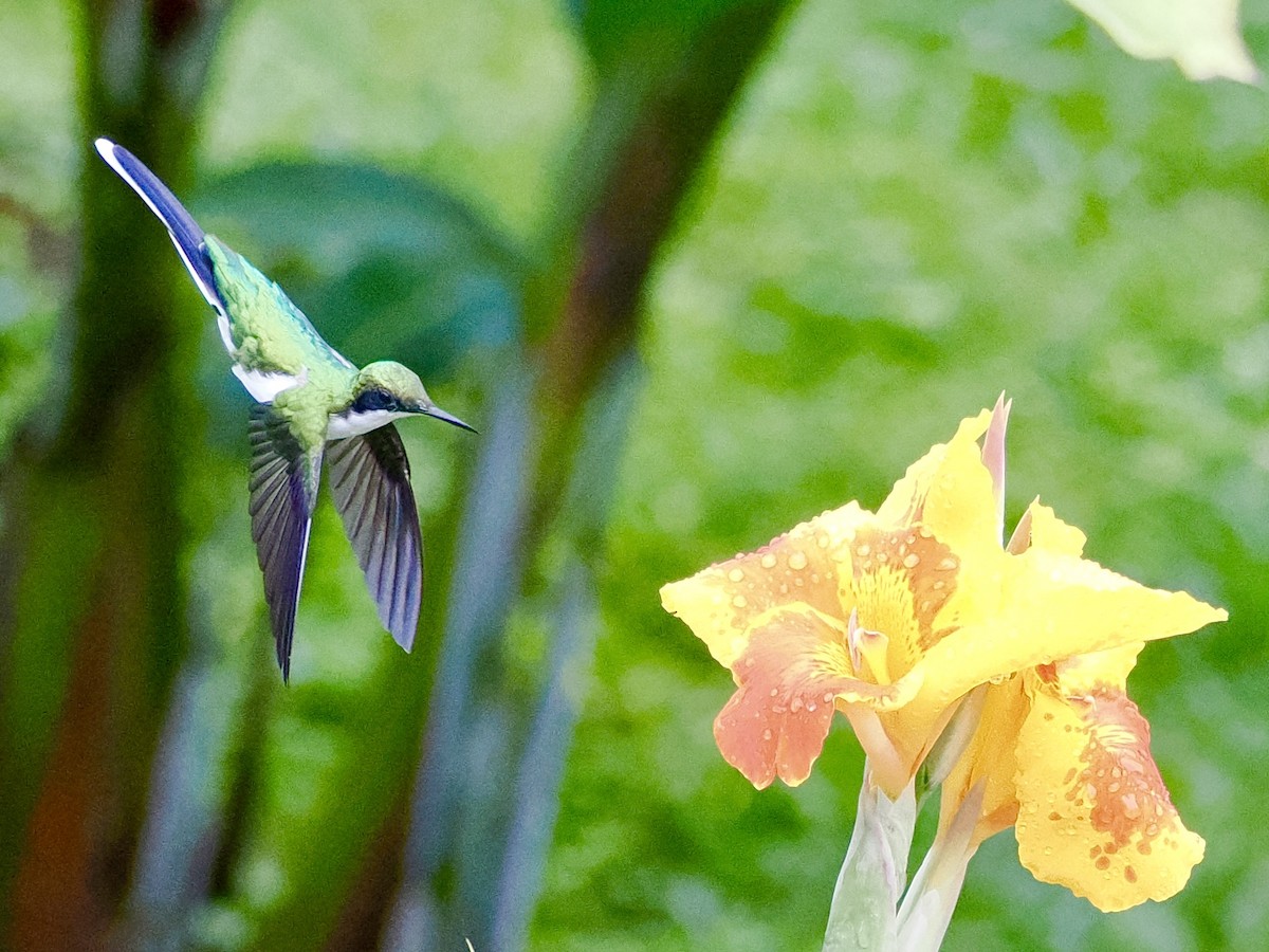 Purpurkron-Schmuckkolibri - ML646994166