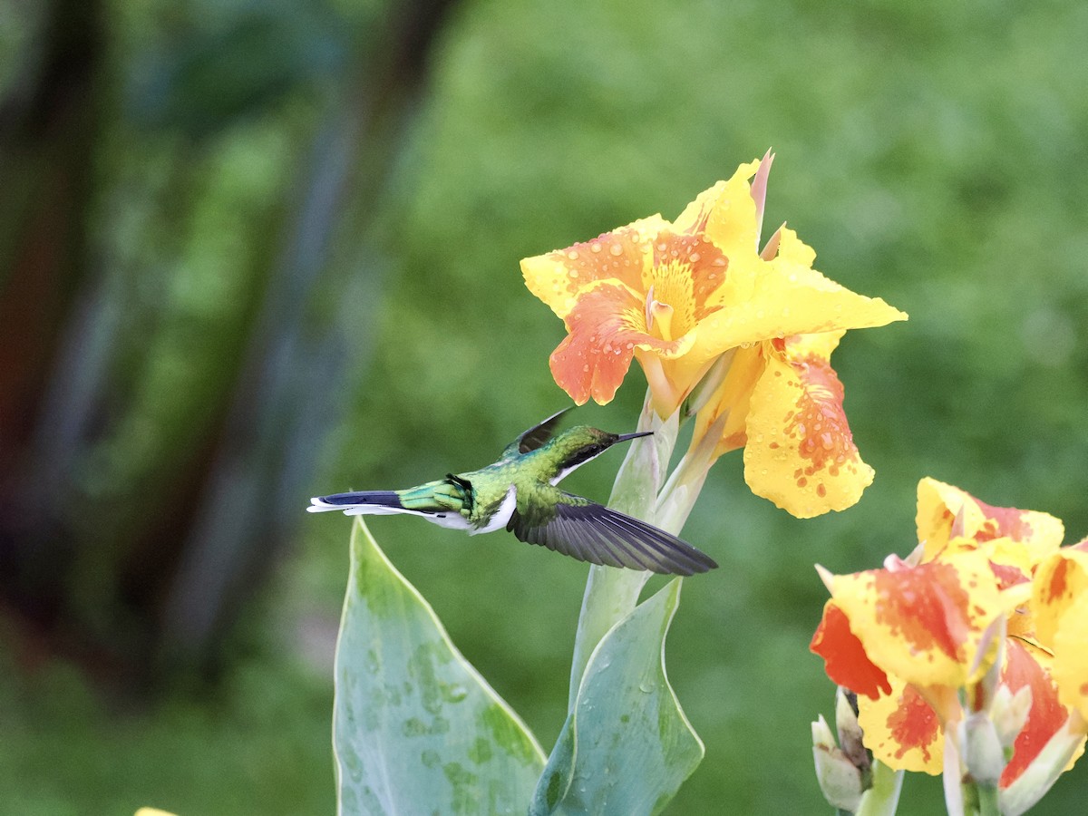 Purpurkron-Schmuckkolibri - ML646994167