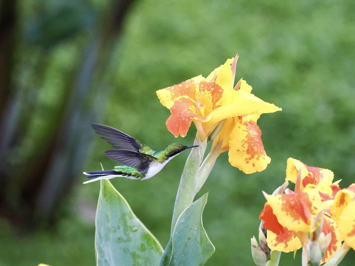 Purpurkron-Schmuckkolibri - ML646994169