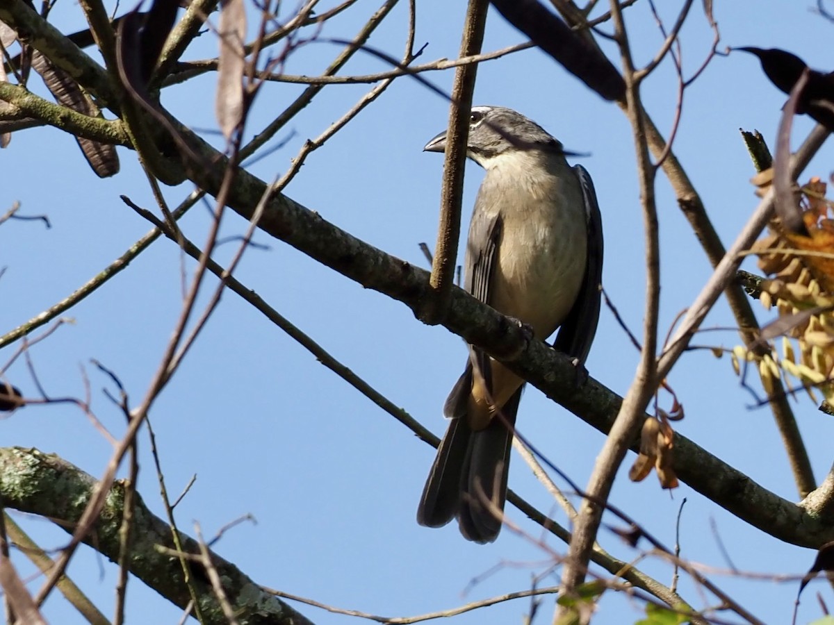 Зернолуск оливковий - ML646994171